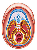 Intra-embryonic Cavities,illustration