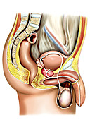 Male sexual response,illustration