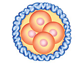 Blastocyst Formation,illustration