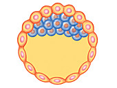 Blastocyst Formation,illustration