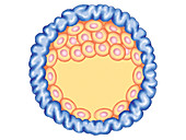 Blastocyst Formation,illustration