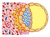 Blastocyst Formation,illustration