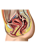 Female sexual response,illustration