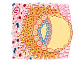 Embryo Formation,illustration