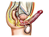 Male sexual response,illustration