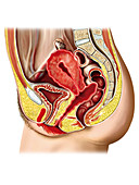 Female sexual response,illustration