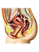 Female sexual response,illustration