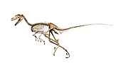 Troodon dinosaur skeleton,illustration
