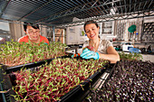 Microgreen nutrient research