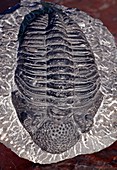 Fossil trilobite,Phacops