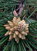 Male conifer cone