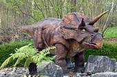 Triceratops model II