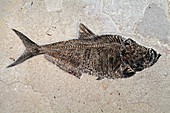 Fossil Fish,Diplomyatus dentatus