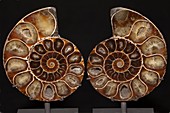 Ammonite polished cross section