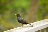 A male Blackbird