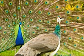 A male peacock displaying to a female