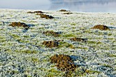 Molehills in a frosty field