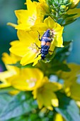 Nicrophorus vespilloides beetle