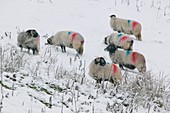 A Herdwick sheep in snow in Ambleside,UK