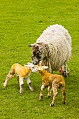 New born lambs and mother