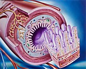 Small intestine anatomy,illustration