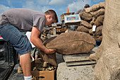 Weighing harvested oysters