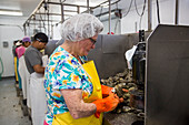 Commercial oyster processing
