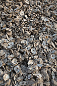 Oyster shells after processing