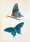 Swallowtail butterfly,19th century art
