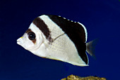 Burgess' butterflyfish