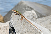 Italian wall lizard basking on a rock
