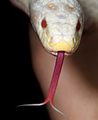Snow corn snake head