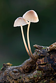 Milking bonnet fungi (Mycena galopus)