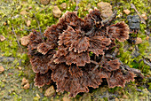 Earth-fan fungus (Thelephora terrestris)