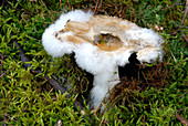 Pin mould on a rotting fungus