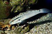 Watchman goby by rocks