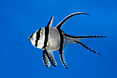 Banggai cardinalfish