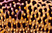 Leopard gecko skin