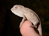 Young panther chameleon on a branch