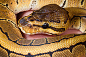 Pinstripe royal python