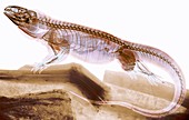 Tegu lizard,X-ray