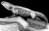 Tegu lizard,X-ray