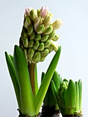 Hyacinth flower stems