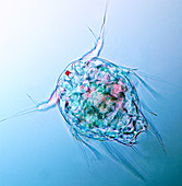 Copepod larva,light micrograph