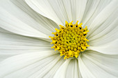 White cosmos flower abstract
