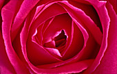 Deep pink rose abstract