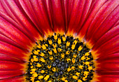 Daisy flower abstract
