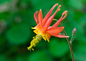 Columbine