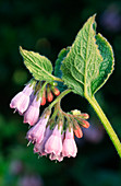 Common comfrey