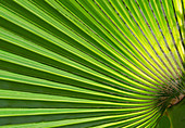 Palm leaf abstract